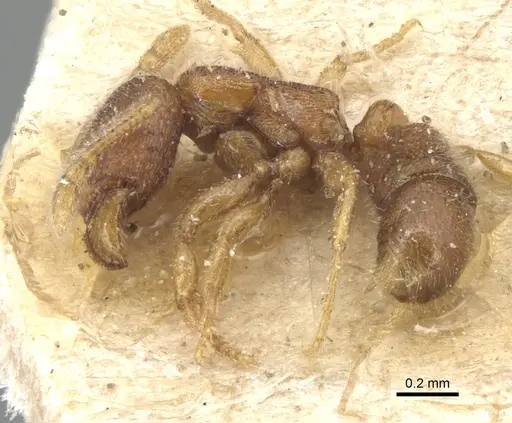 Holcoponera epinotalis specimen CASENT0903810 image casent0903810_3