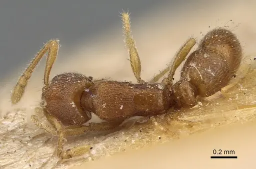 Holcoponera epinotalis specimen CASENT0922421 image casent0922421_1