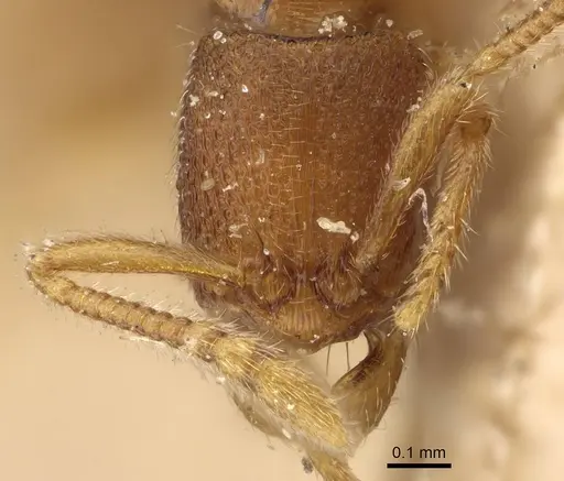 Holcoponera epinotalis specimen CASENT0922421 image casent0922421_2
