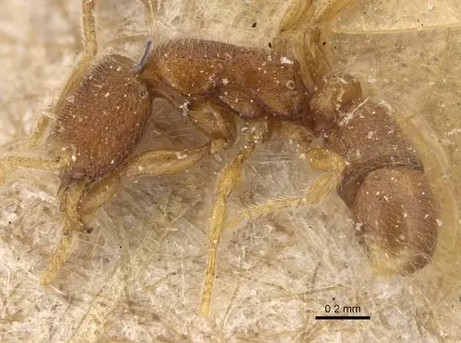Holcoponera epinotalis specimen CASENT0922421 image casent0922421_3