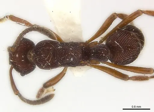 Holcoponera extra specimen CASENT0179995 image casent0179995_1