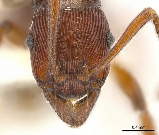 Holcoponera extra specimen CASENT0179995 image casent0179995_2