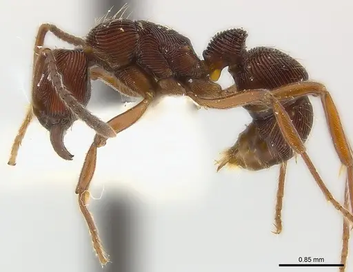 Holcoponera extra specimen CASENT0179995 image casent0179995_3