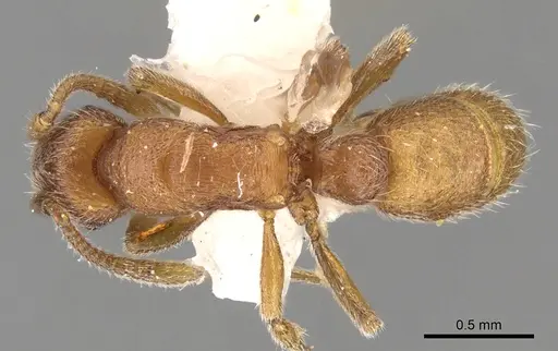 Holcoponera haytiana specimen CASENT0281838 image casent0281838_1
