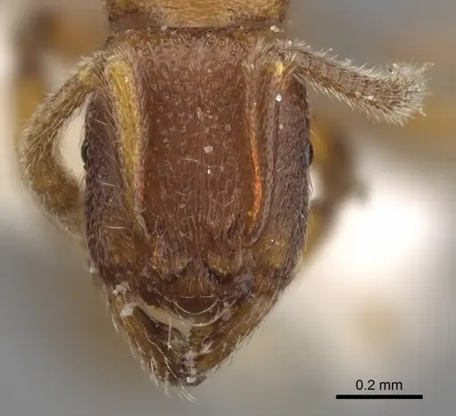 Holcoponera haytiana specimen CASENT0281838 image casent0281838_2
