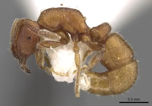Holcoponera haytiana specimen CASENT0281838 image casent0281838_3