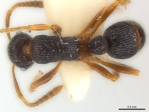 Holcoponera ilimani specimen CASENT0179988 image casent0179988_1