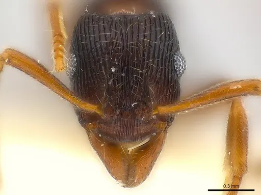 Holcoponera ilimani specimen CASENT0179988 image casent0179988_2