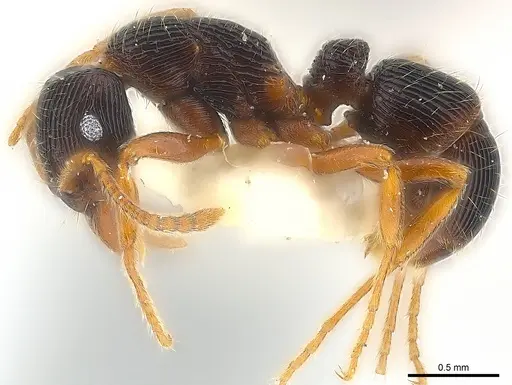 Holcoponera ilimani specimen CASENT0179988 image casent0179988_3