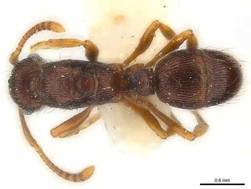 Holcoponera ilimani specimen CASENT0179989 image casent0179989_1