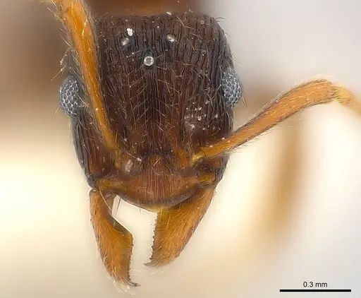 Holcoponera ilimani specimen CASENT0179989 image casent0179989_2
