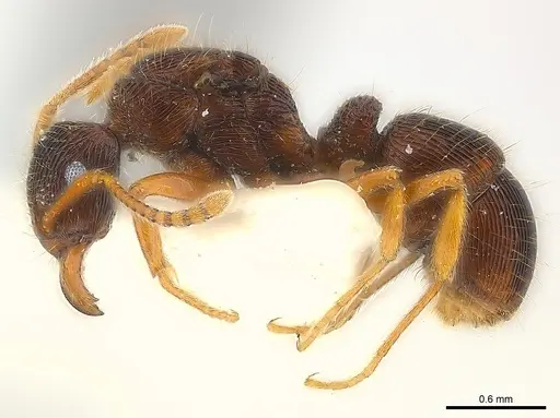 Holcoponera ilimani specimen CASENT0179989 image casent0179989_3