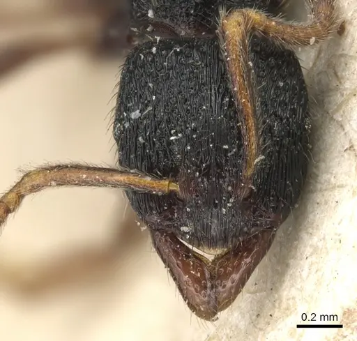 Holcoponera major specimen CASENT0903811 image casent0903811_2
