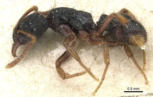Holcoponera major specimen CASENT0903811 image casent0903811_3