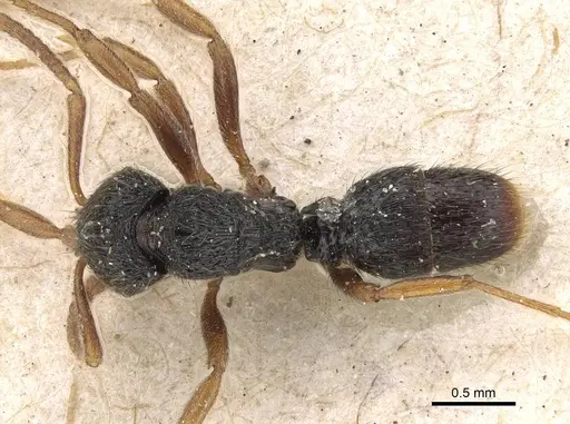 Holcoponera major specimen CASENT0922419 image casent0922419_1
