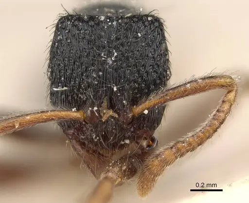 Holcoponera major specimen CASENT0922419 image casent0922419_2