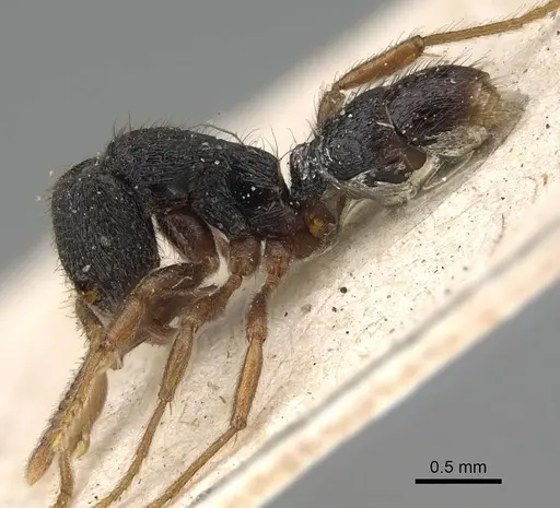 Holcoponera major specimen CASENT0922419 image casent0922419_3