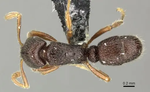 Holcoponera malaensis specimen CASENT0219880 image casent0219880_1