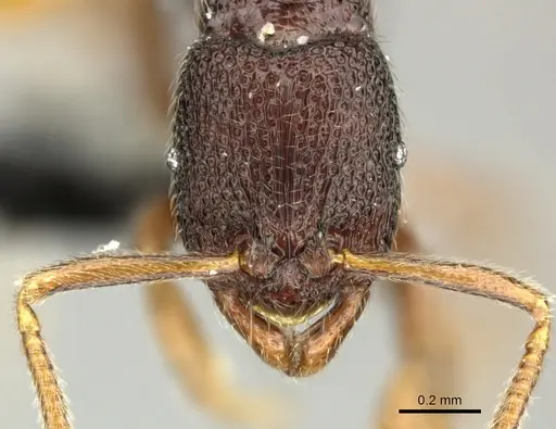Holcoponera malaensis specimen CASENT0219880 image casent0219880_2