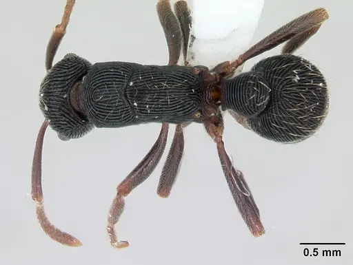 Holcoponera moelleri specimen CASENT0173384 image casent0173384_1