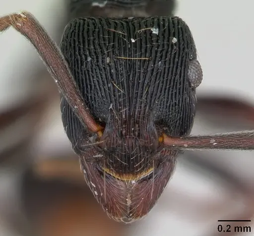 Holcoponera moelleri specimen CASENT0173384 image casent0173384_2