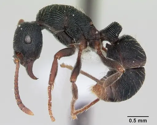 Holcoponera moelleri specimen CASENT0173384 image casent0173384_3