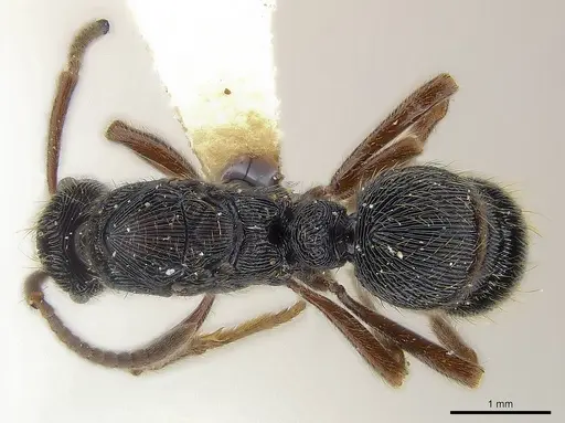 Holcoponera moelleri specimen CASENT0179955 image casent0179955_1