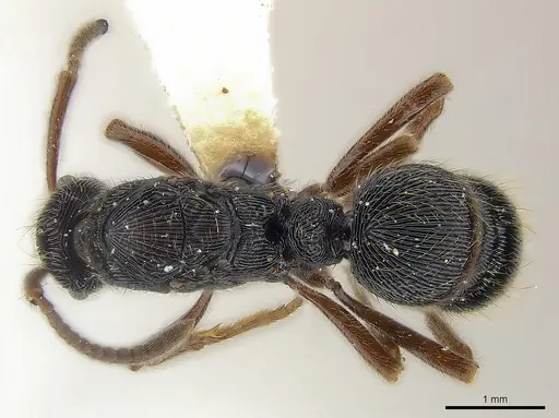 Holcoponera moelleri specimen CASENT0179955 image casent0179955_2