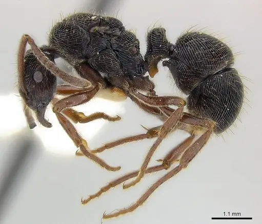 Holcoponera moelleri specimen CASENT0179955 image casent0179955_4