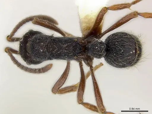 Holcoponera moelleri specimen CASENT0179956 image casent0179956_1