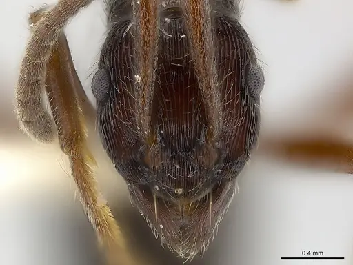 Holcoponera moelleri specimen CASENT0179956 image casent0179956_2