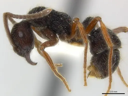 Holcoponera moelleri specimen CASENT0179956 image casent0179956_3