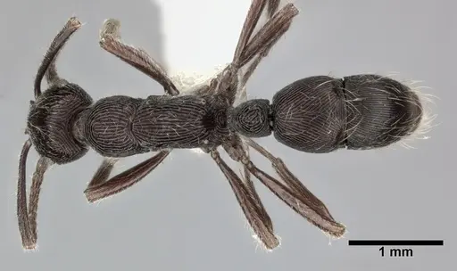 Holcoponera moelleri specimen CASENT0246692 image casent0246692_1