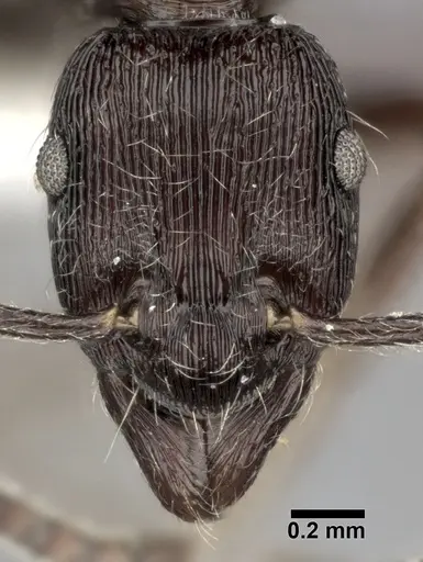 Holcoponera moelleri specimen CASENT0246692 image casent0246692_2