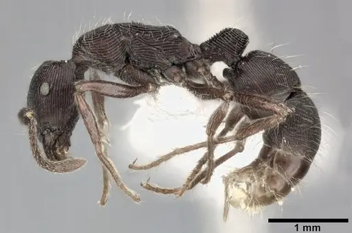 Holcoponera moelleri specimen CASENT0246692 image casent0246692_3
