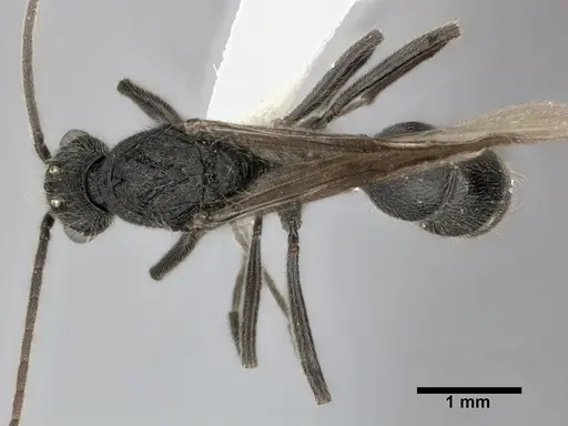 Holcoponera moelleri specimen CASENT0246693 image casent0246693_1