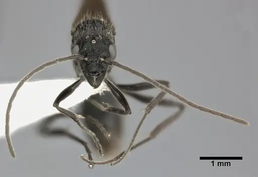 Holcoponera moelleri specimen CASENT0246693 image casent0246693_2