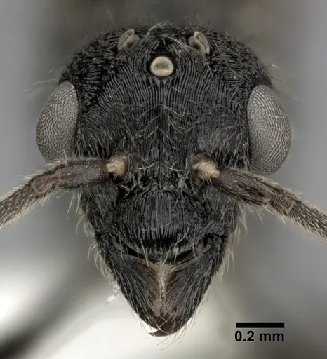 Holcoponera moelleri specimen CASENT0246693 image casent0246693_3