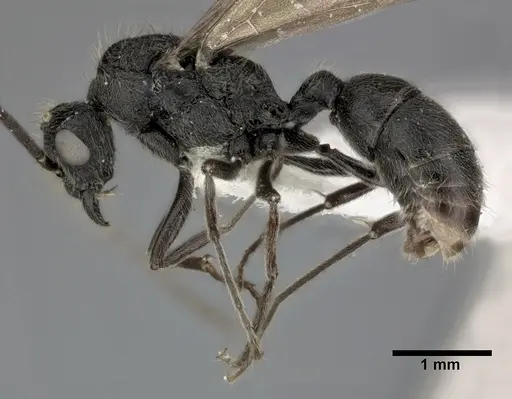 Holcoponera moelleri specimen CASENT0246693 image casent0246693_4