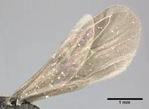 Holcoponera moelleri specimen CASENT0246693 image casent0246693_5