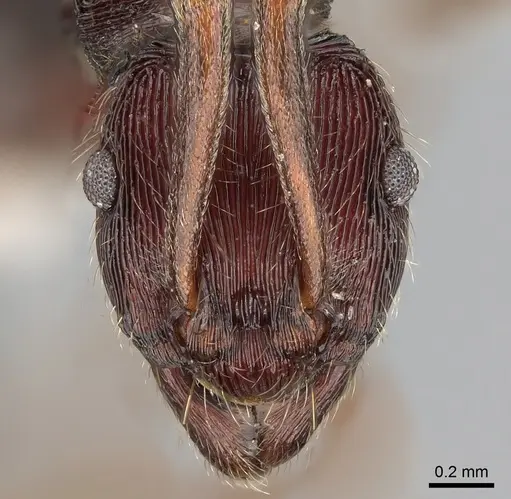 Holcoponera moelleri specimen CASENT0281214 image casent0281214_2