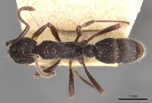 Holcoponera moelleri specimen CASENT0907171 image casent0907171_1