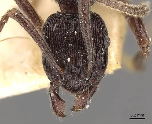 Holcoponera moelleri specimen CASENT0907171 image casent0907171_2