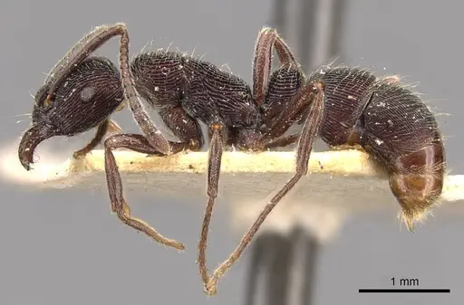 Holcoponera moelleri specimen CASENT0907171 image casent0907171_3