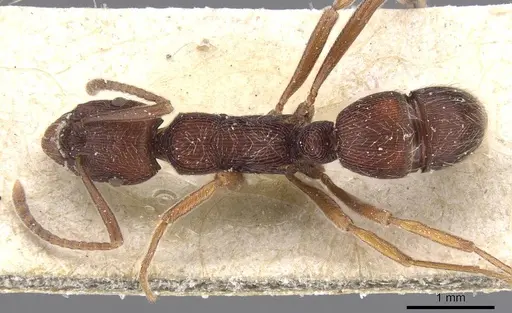 Holcoponera moelleri specimen CASENT0915119 image casent0915119_1