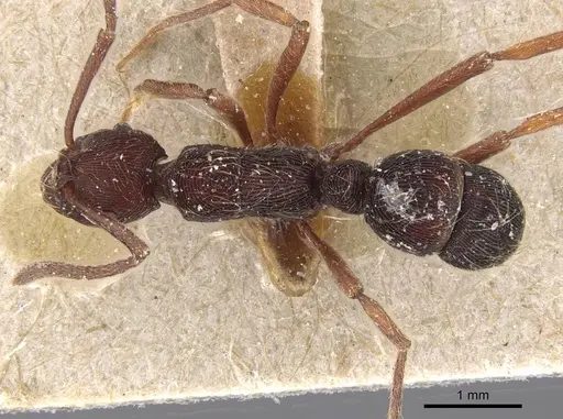 Holcoponera moelleri specimen CASENT0915127 image casent0915127_1