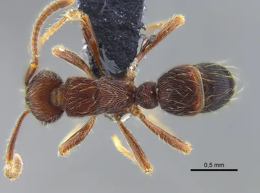 Holcoponera moelleri specimen CBUMAGENT41983 image cbumagent41983_1