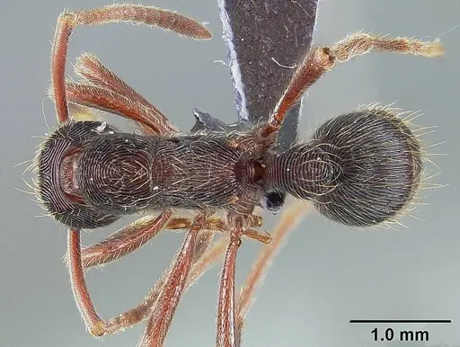 Holcoponera moelleri specimen USNMENT00445954 image usnment00445954_1