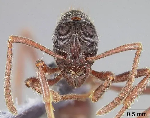 Holcoponera moelleri specimen USNMENT00445954 image usnment00445954_2