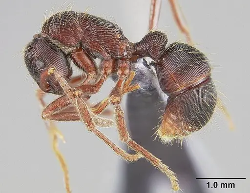 Holcoponera moelleri specimen USNMENT00445954 image usnment00445954_3